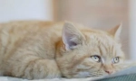 Депресия при котки - симптоми, причини как да се помогне на животното